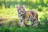 siberian tiger cub outdoors in summer