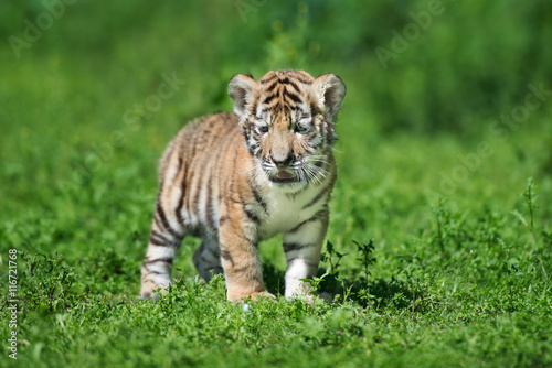 siberian tiger cub posing on grass