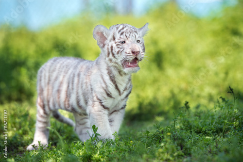 beautiful white tiger cub outdoors