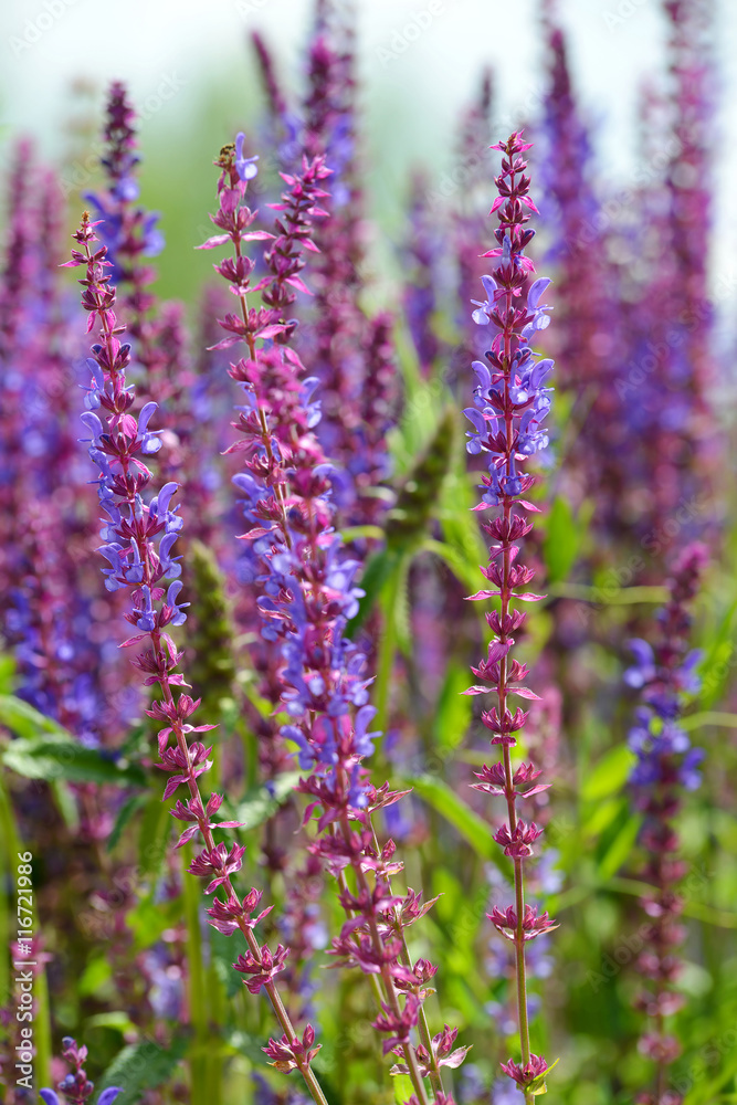 Obraz premium Blooming purple woodland sage flower (Salvia nemorosa)
