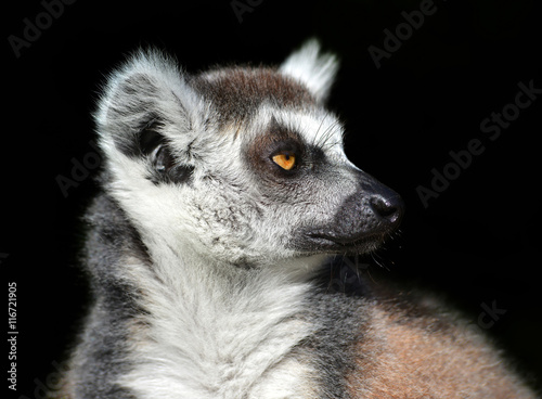 Ring-tailed lemur against a black background