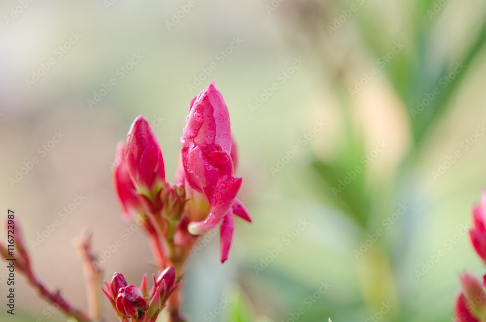 flower of a pink oleander, Nerium oleander flower of a pink oleander, Nerium oleander