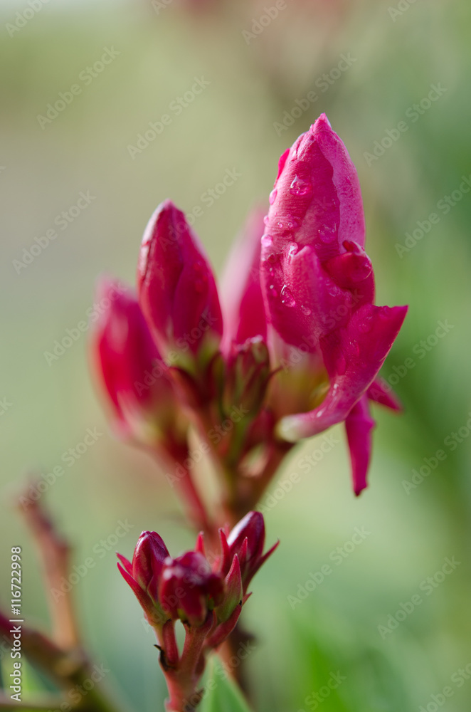 flower of a pink oleander, Nerium oleander flower of a pink oleander, Nerium oleander