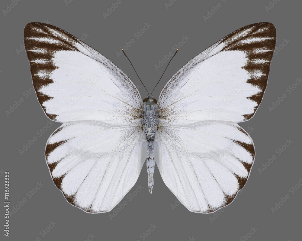 Fototapeta premium Appias libythea olferna (Striped Albatross) (male) on a gray background