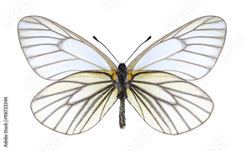 Butterfly Aporia hippia (underside) on a white background