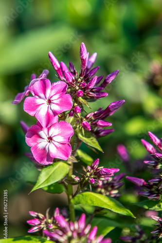 Detailaufnahme einer Phlox Blume