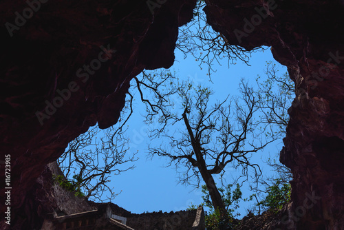 Silhouette tree view from inside cave