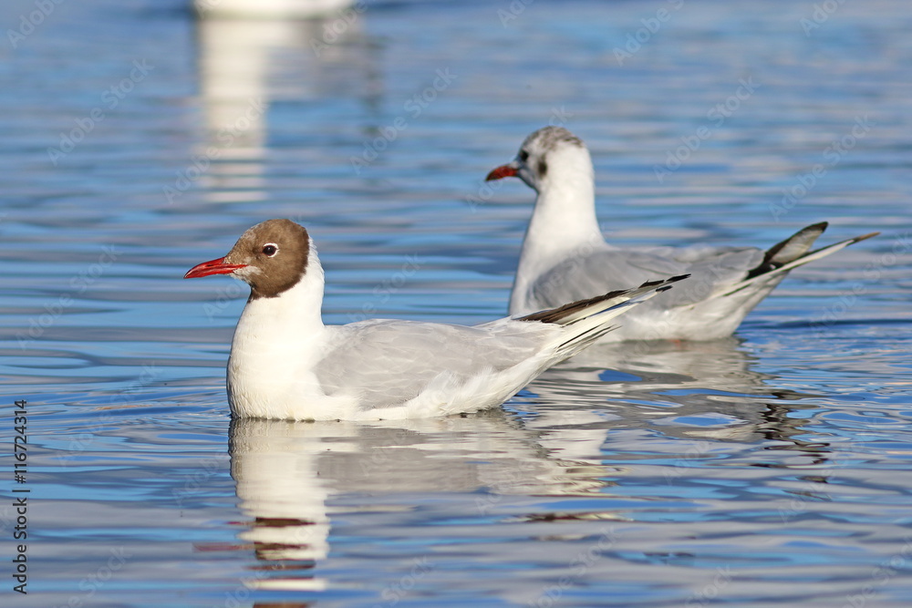 Larus ridibundus. Couple of seagulls float on the lake Larus ridibundus. Couple of seagulls float on the lake