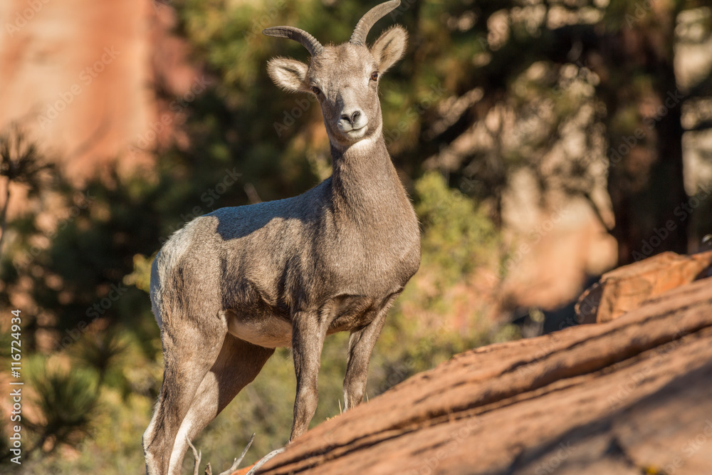 Fototapeta premium Desert Bighorn Sheep