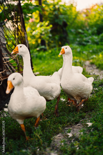Geese in a village walk on the lawn