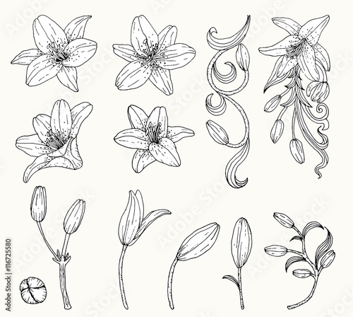 Fototapeta Naklejka Na Ścianę i Meble -  Lily flower vector by hand drawing.Lily flower set.