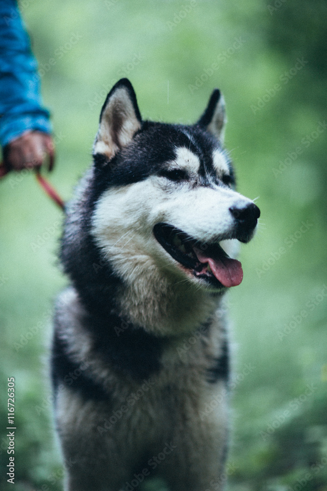 Portrait of a beautiful husky dog in forest