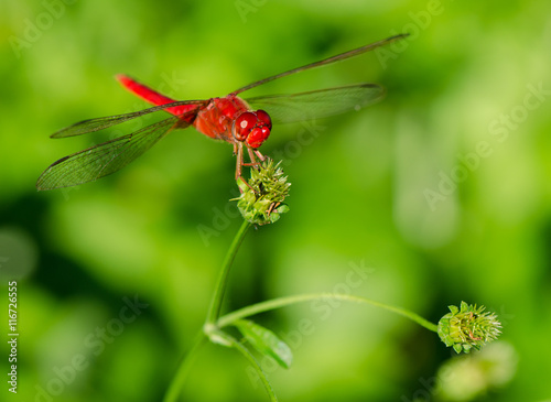 Red Dragonfly on flower with nature green background