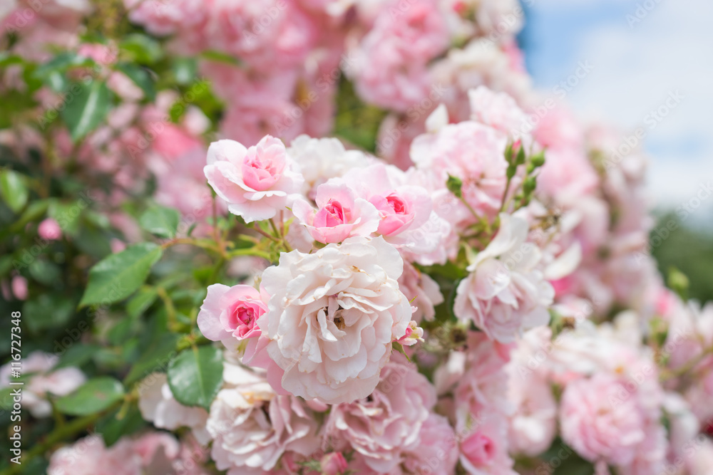 Pink roses