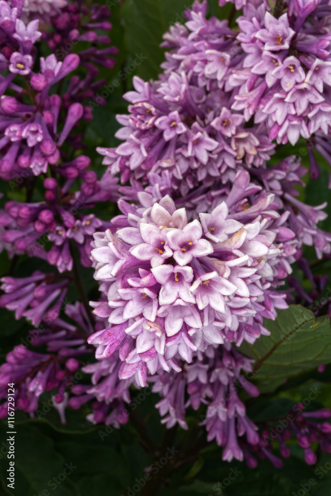Obraz premium Blooming Purple Lilac