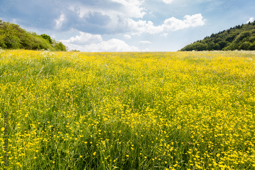 Yellow spring meadow