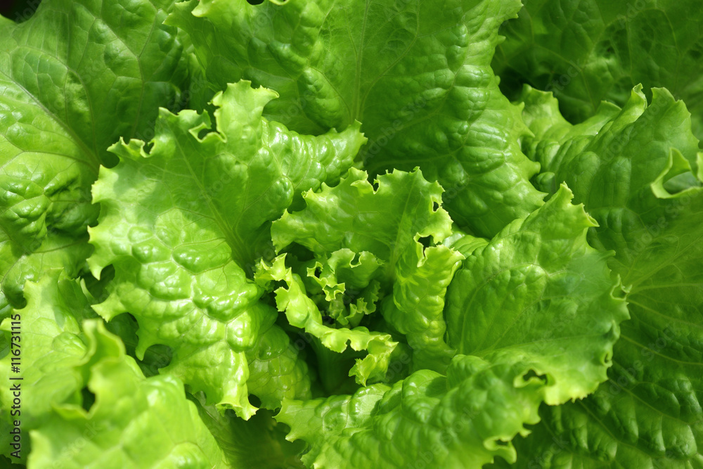 green juicy lettuce grows close-up, background green juicy lettuce grows close-up, background