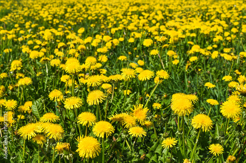 field of many flowering yellow dandelions
