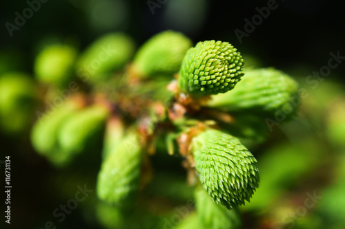 fresh spruce shoots on the branches of the tree closeup