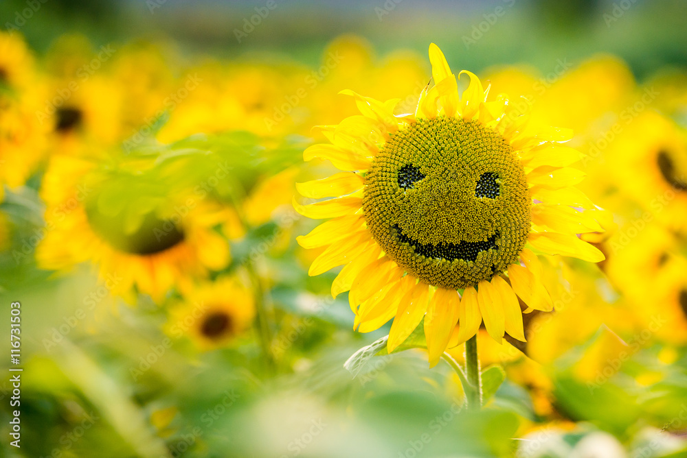 Naklejka premium Smiling sunflower in summer