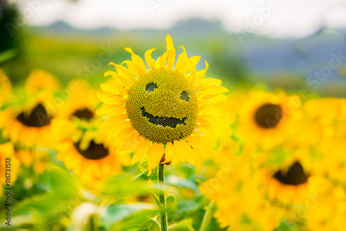 Smiling sunflower in summer