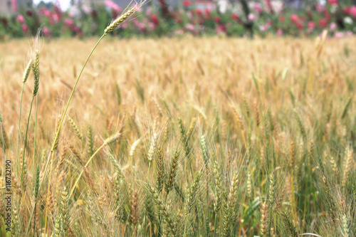 Konstfotografi Golden wheat field and sunny day in spring
