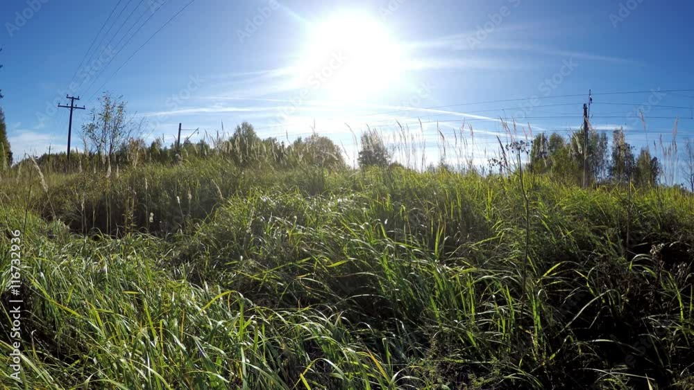 The beautiful bright green grass waves from a wind The beautiful bright green grass waves from a wind