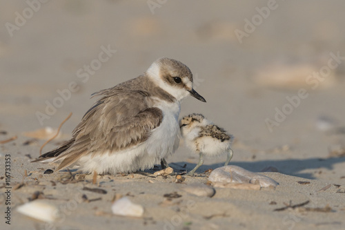 Tableau sur toile Reach out to mom, kentish plover