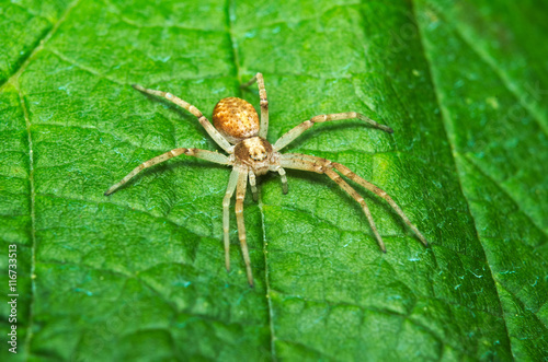 Spider hunting on a leaf 