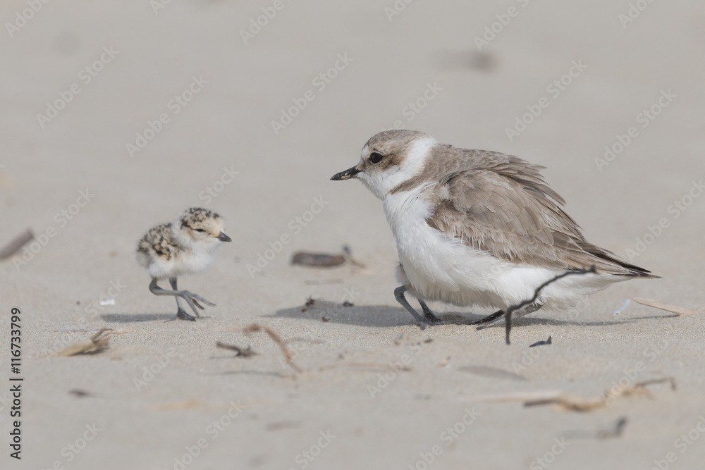 Reach out to mom, kentish plover Reach out to mom, kentish plover