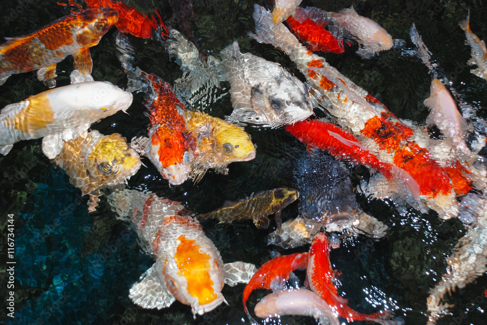 colorfull fish in the water colorfull fish in the water