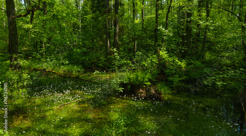 Glade in the green forest with small white flowers