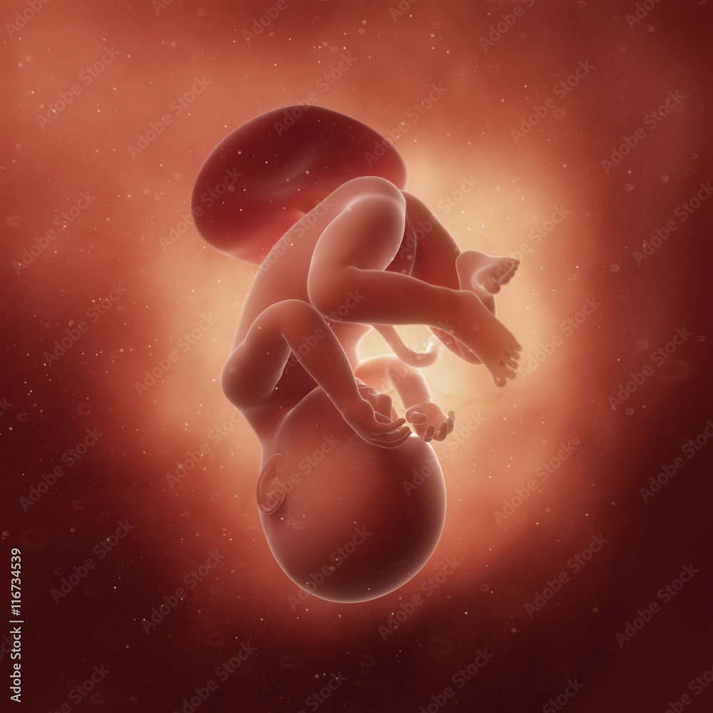 8 месяцев ребенку в животе. 8 месяцев ребенку в животе. Ребенок в утробе арт. 8 месяцев ребенку в животе. Живот на 8 месяце беременности фото.