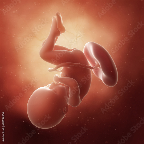 3d rendered medically accurate illustration of a fetus in week 36 photo