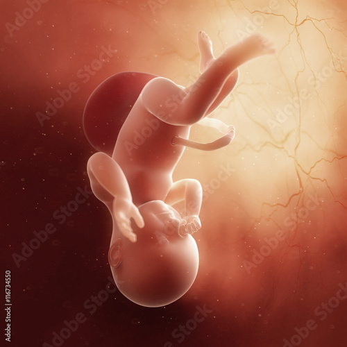 3d rendered medically accurate illustration of a fetus in week 39