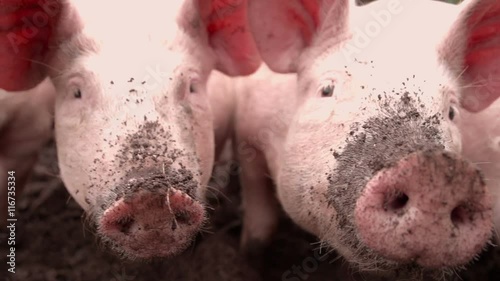 Organic pigs are snuffling in topsoil looking for worms and grubs. Shot in slow motion