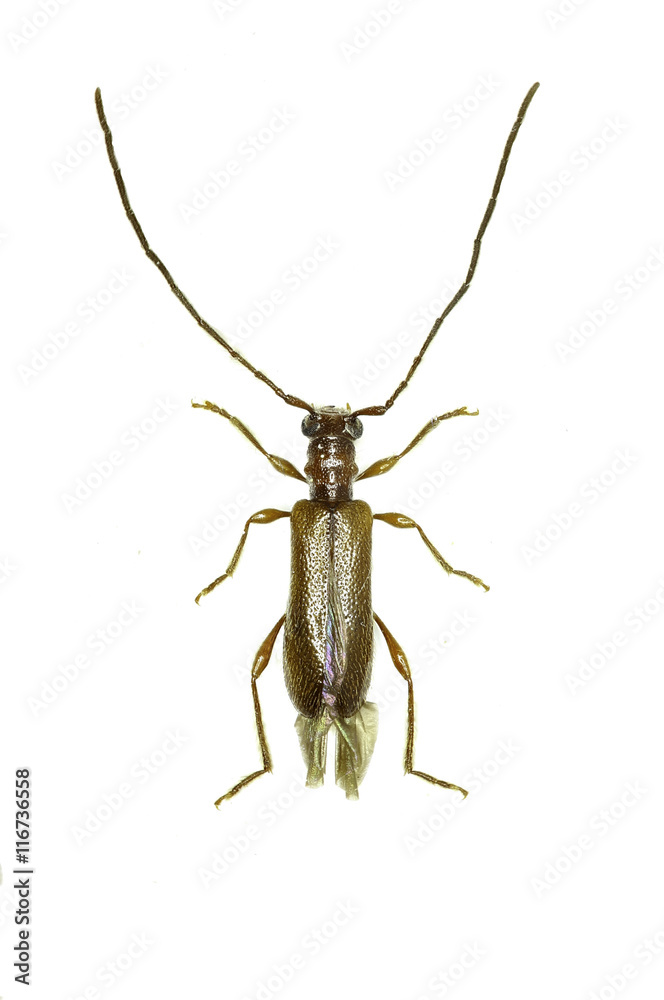 Brown Longhorn Beetle Obrium on white Background - Obrium brunneum (Fabricius 1792) Brown Longhorn Beetle Obrium on white Background - Obrium brunneum (Fabricius 1792)