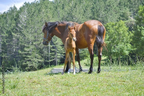 Brown horse with its foal in a meadow.