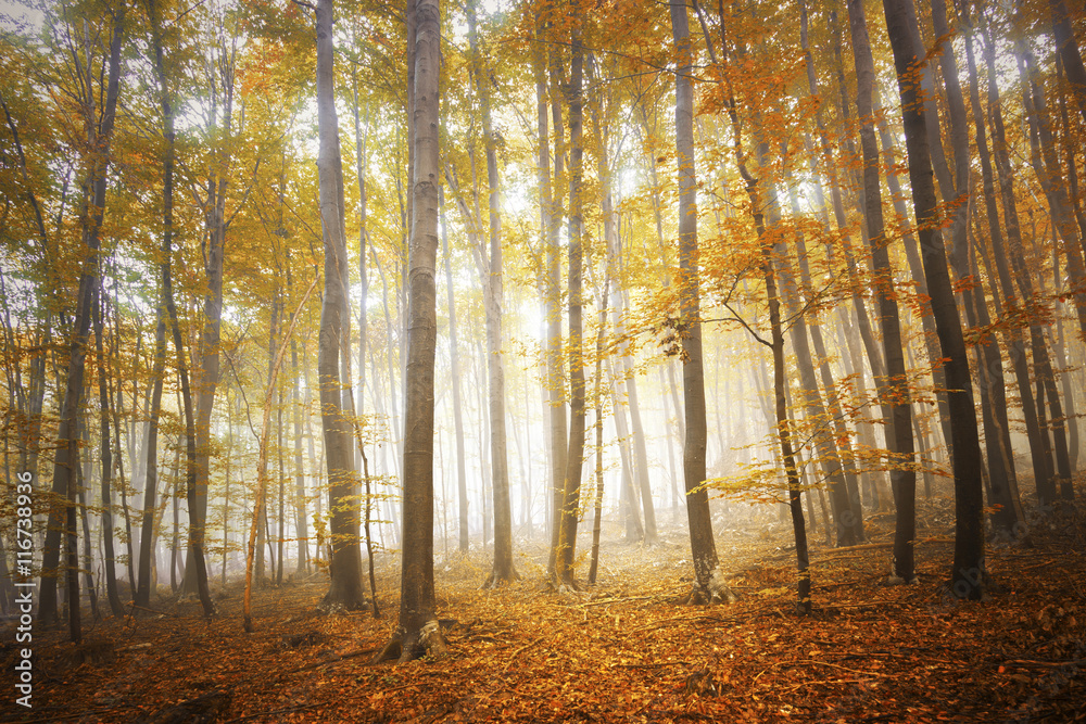 Fototapeta premium Colorful autumn season foggy forest tree landscape. 