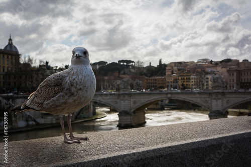 Seagull Stone Bridge Ledge Rome Italy Tiber RIver Vatican Travel