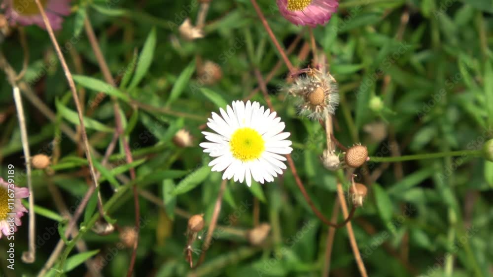 Footage of a daisy camera zooming out showing further field of ...