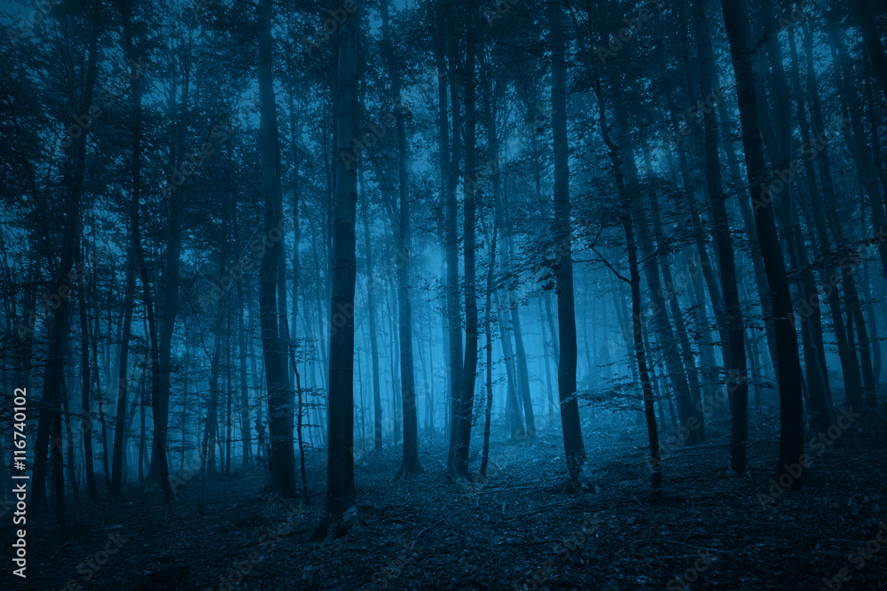 Naklejka premium Ciemny niebieski kolorowy upiorny krajobraz drzewa leśnego. Zastosowano niebieski efekt filtra koloru.