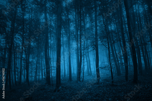 Dark blue colored spooky forest tree landscape. Blue color filter effect used.