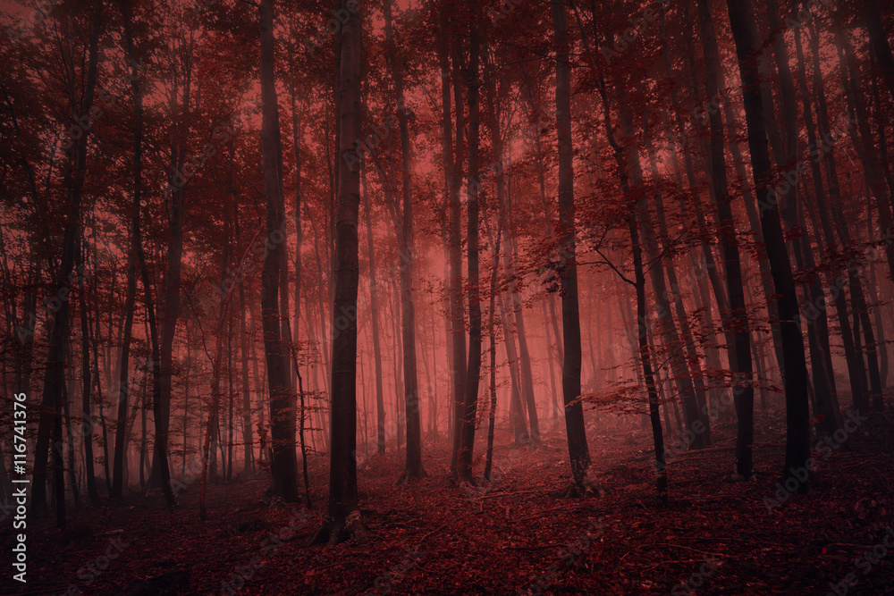 Foggy red colored spooky forest tree landscape. Red color filter effect used.