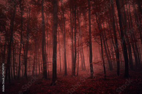 Fototapeta Naklejka Na Ścianę i Meble -  Foggy red colored spooky forest tree landscape. Red color filter effect used.
