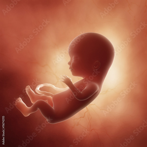 Quadro su tela 3d rendered medically accurate illustration of a fetus in week ,15
