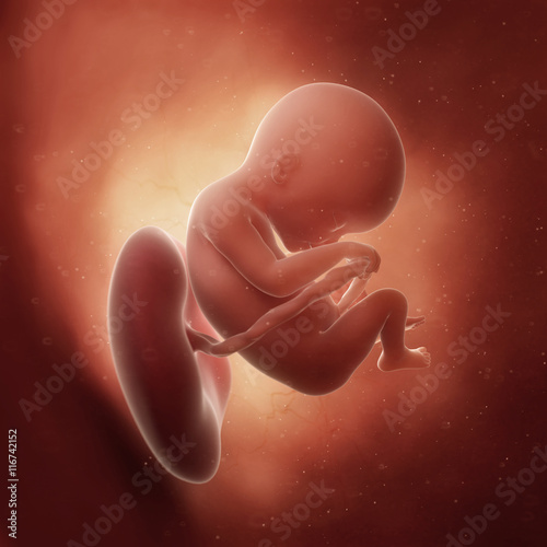 3d rendered medically accurate illustration of a fetus in week 18 photo