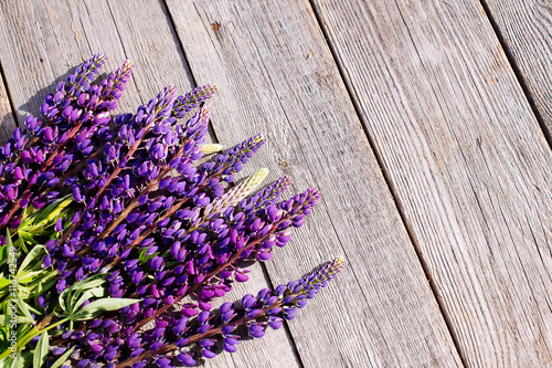 Blue lupines on wooden background.