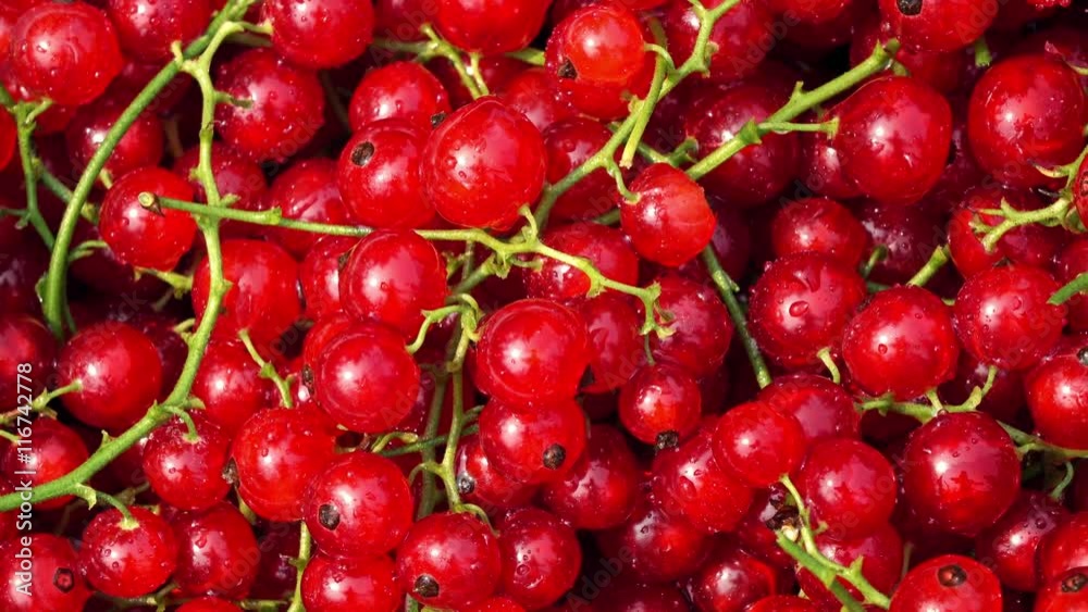 Pile of red currant with stems 4K close up dolly shot Pile of red currant with stems 4K close up dolly shot