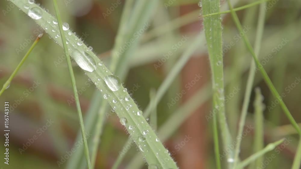 A grasshopper is sitting in wild grass and jumps into the wilderness. Filmed in slow motion at 240fps. A grasshopper is sitting in wild grass and jumps into the wilderness. Filmed in slow motion at 240fps.